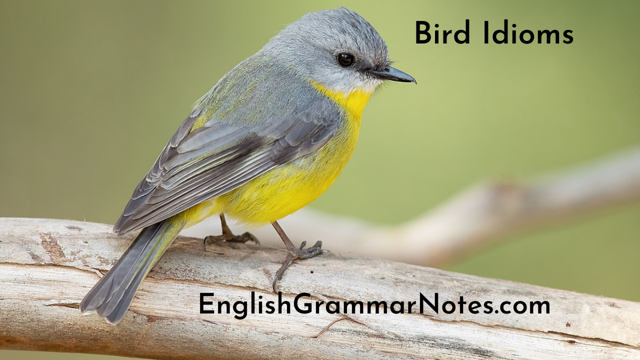 Bird Idioms