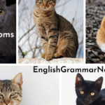 Cat Idioms