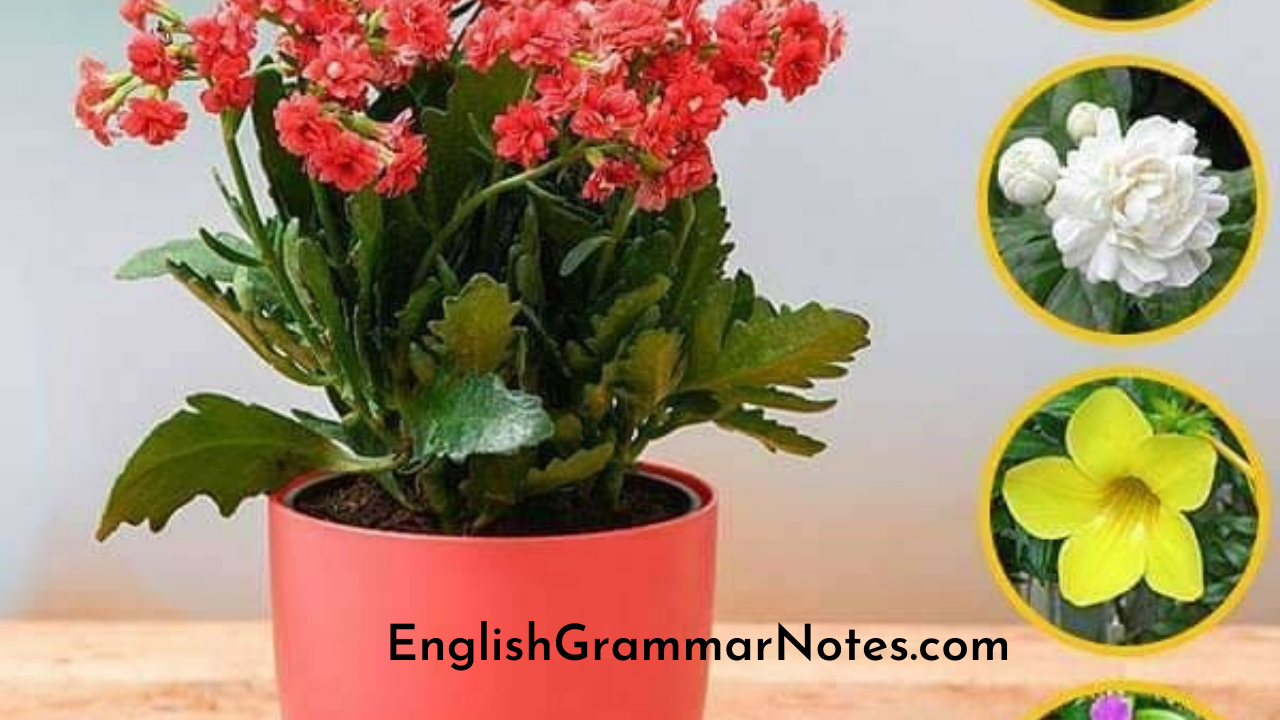 Plants and Flowers Idioms English