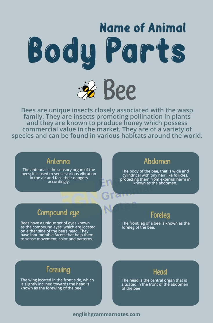 Animal Body Parts Bee