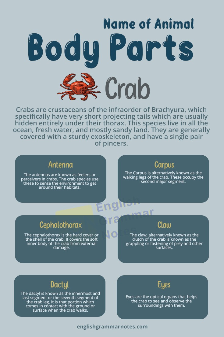 Animal Body Parts Crab