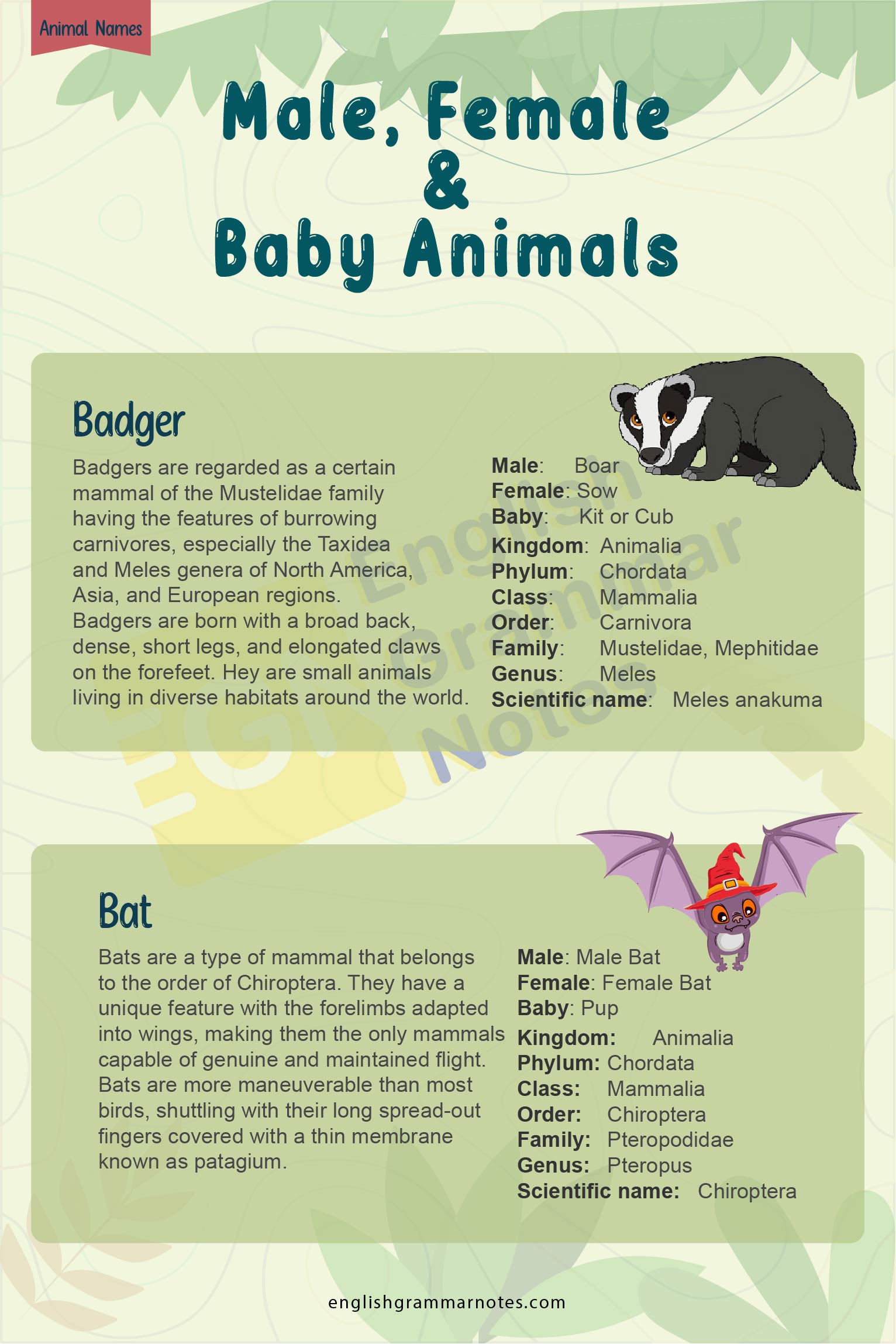 Animal Names Male Female Young Animals 1
