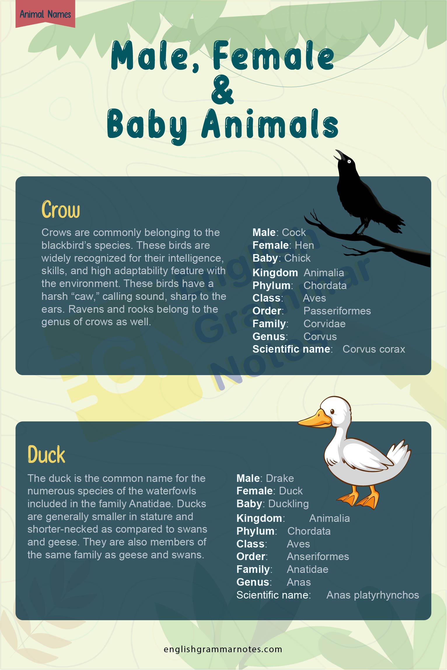 Animal Names Male Female Young Animals 3