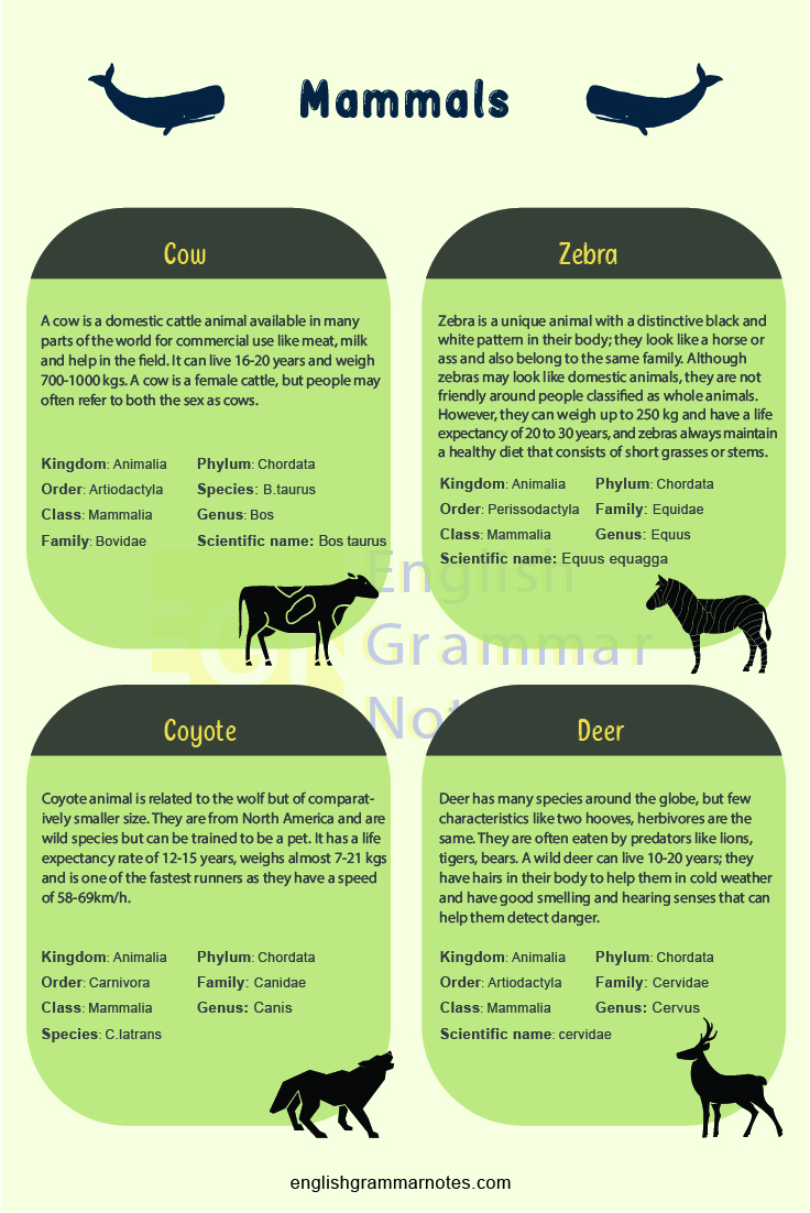 Animal Vocabulary English Mammals 1