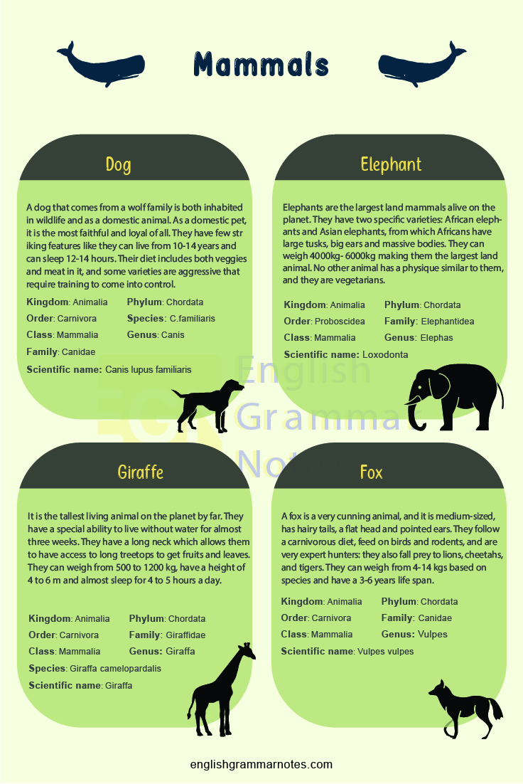 Animal Vocabulary English Mammals 2