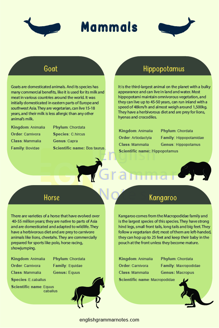 Animal Vocabulary English Mammals 3