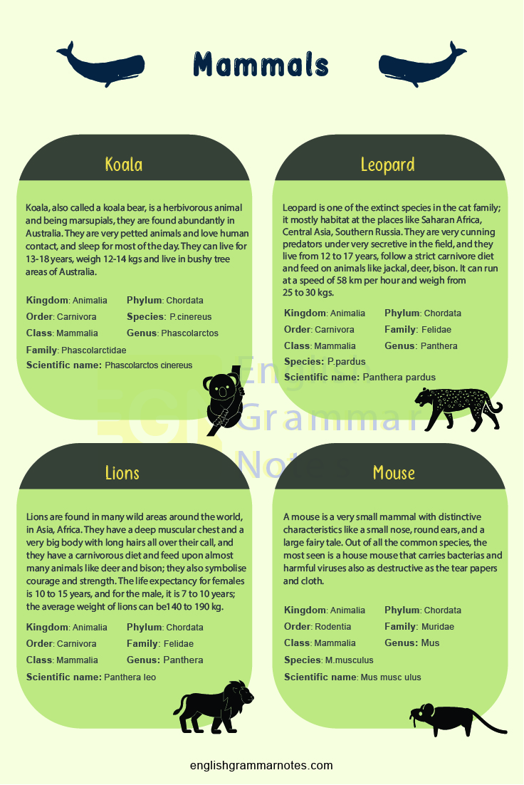 Animal Vocabulary English Mammals 4