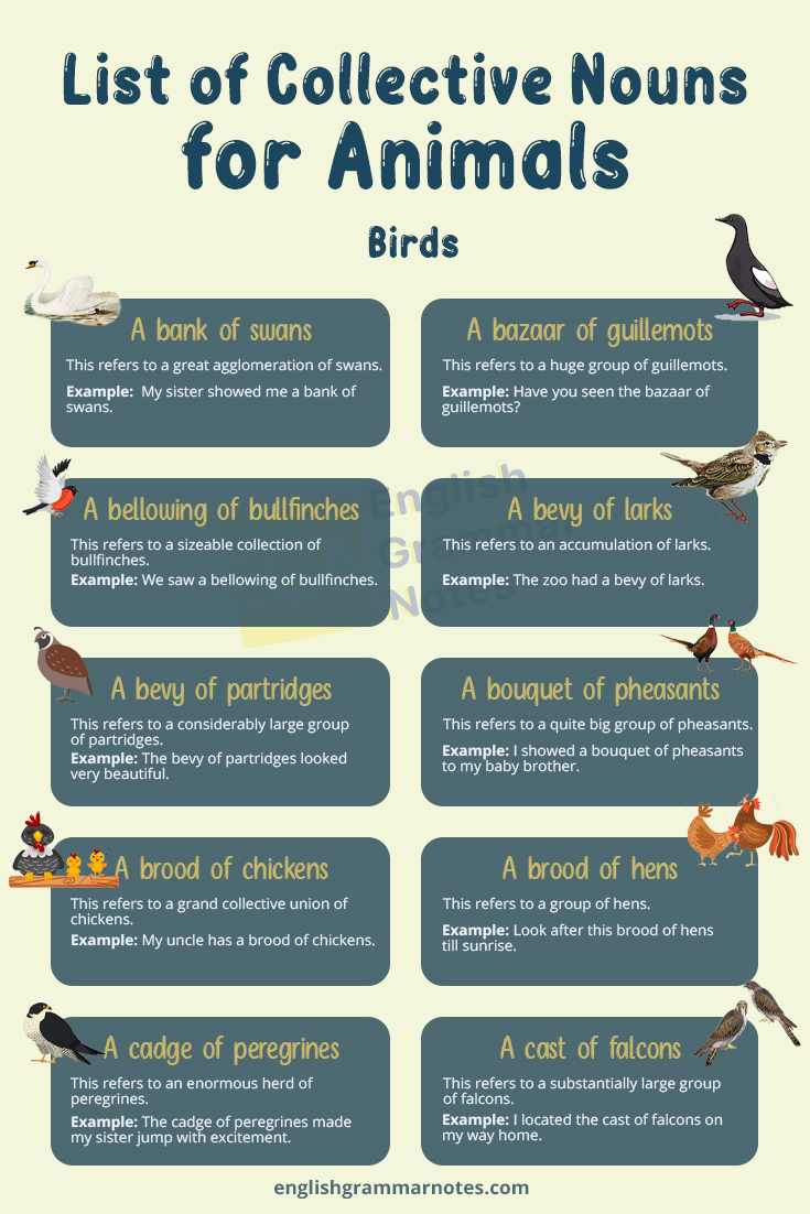 Collective Nouns for Animals 1