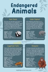 Endangered Animals 1