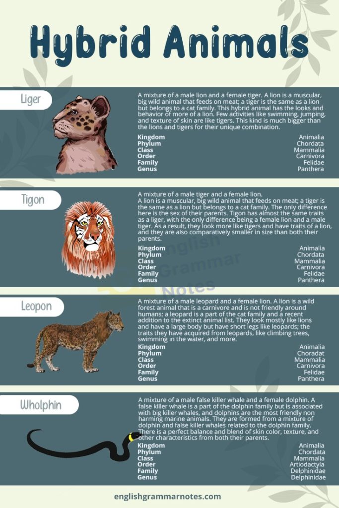 Hybrid Animals List of Hybrid Animals With Description English