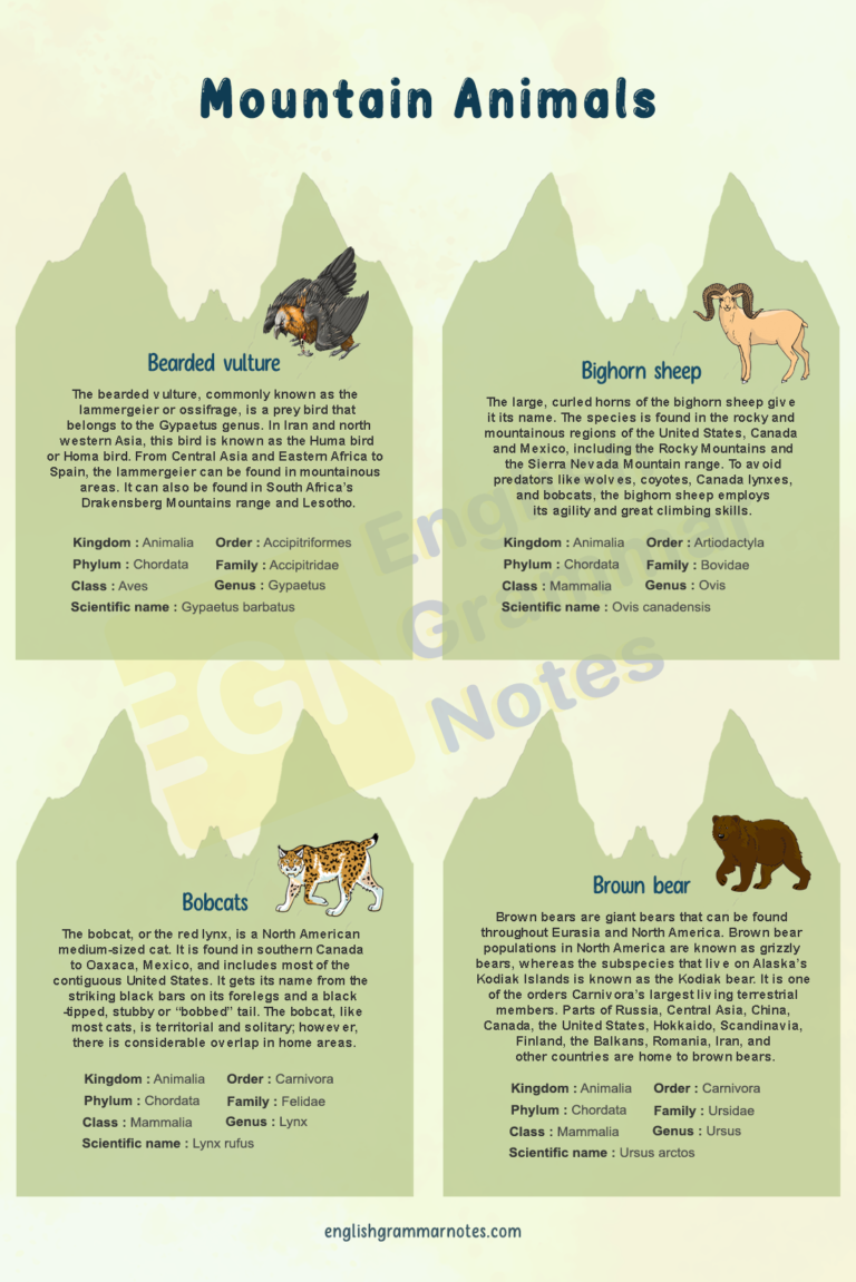 Mountain Animals | List of Mountain Animals With Description – English