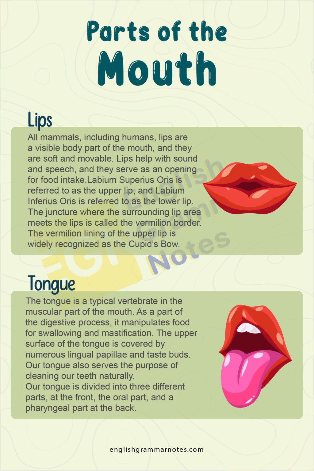 Parts of the Mouth Vocabulary List of Parts of Mouth Vocabulary With