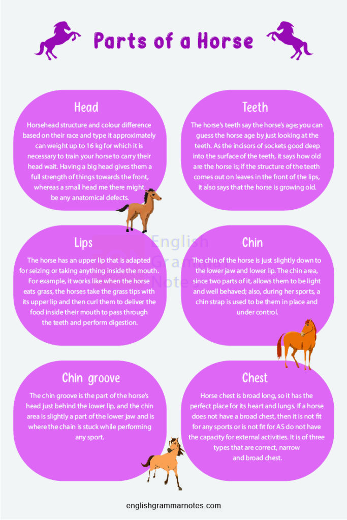 Parts of a Horse List of Parts of a Horse With Description and Images