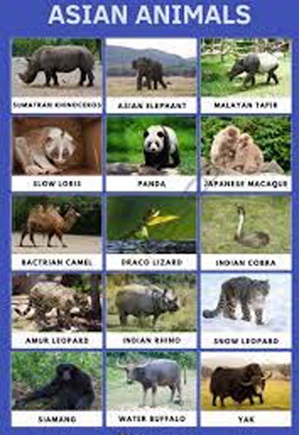 Asian animals