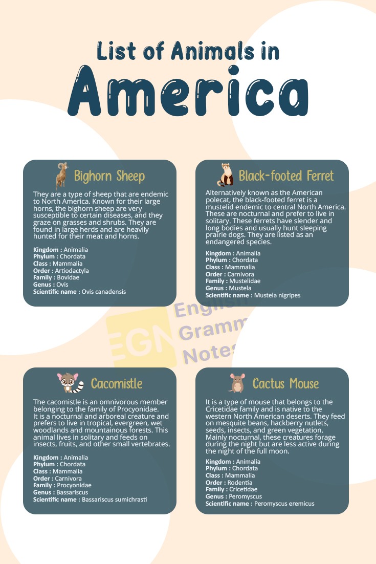 List of America Animals 4