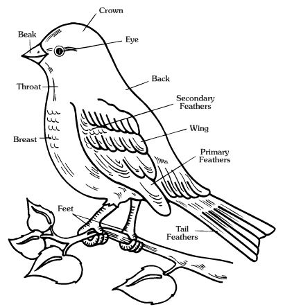 animal body parts diagram