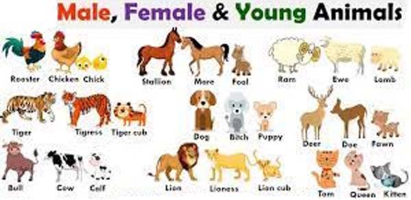 female animals name