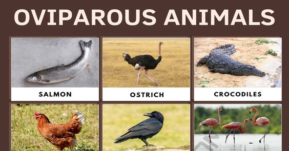 oviparous animals list